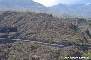 Telde rinde pleitesía a San Miguel en Valsequillo (Foto Francisco Javier Santana y TA)
